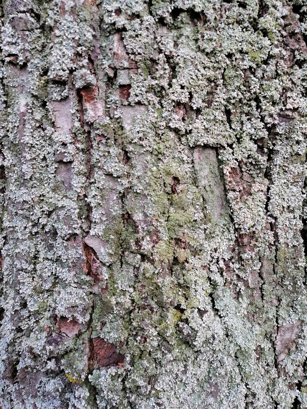 Gray tree bark textured background images. Mossy tree bark by Lenkapenka