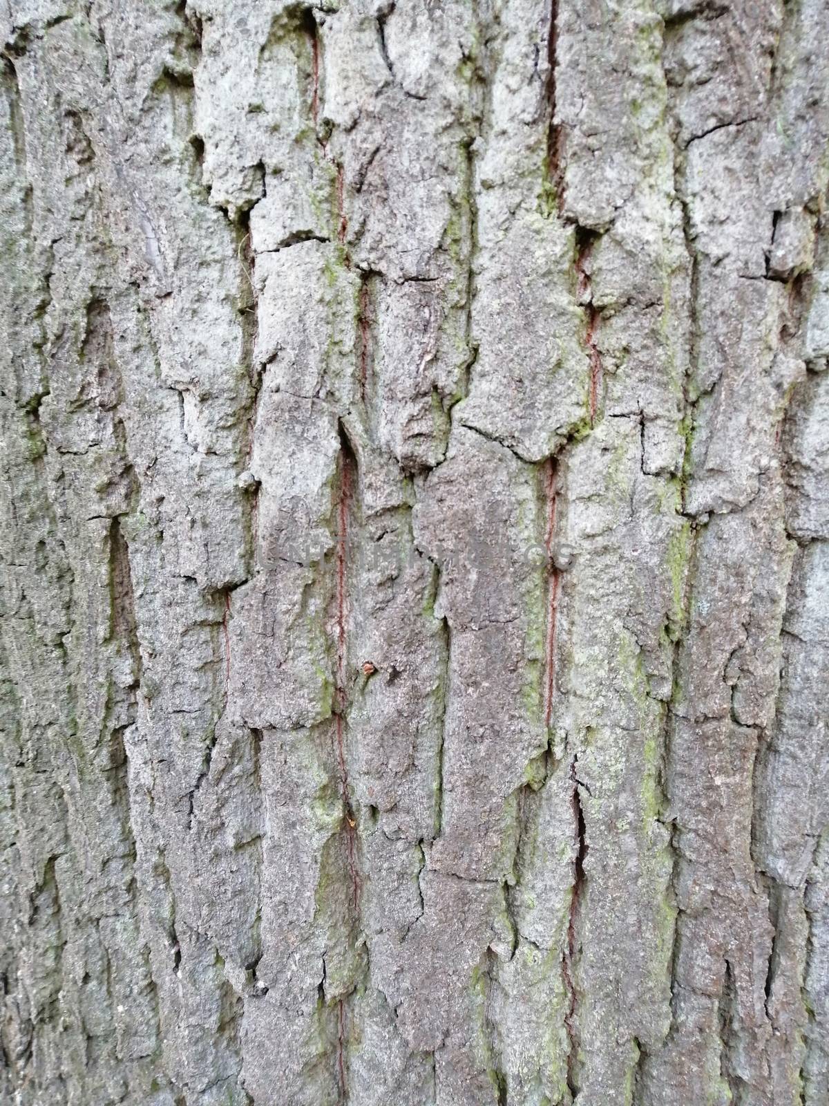 Close up of gray old wood textured pattern