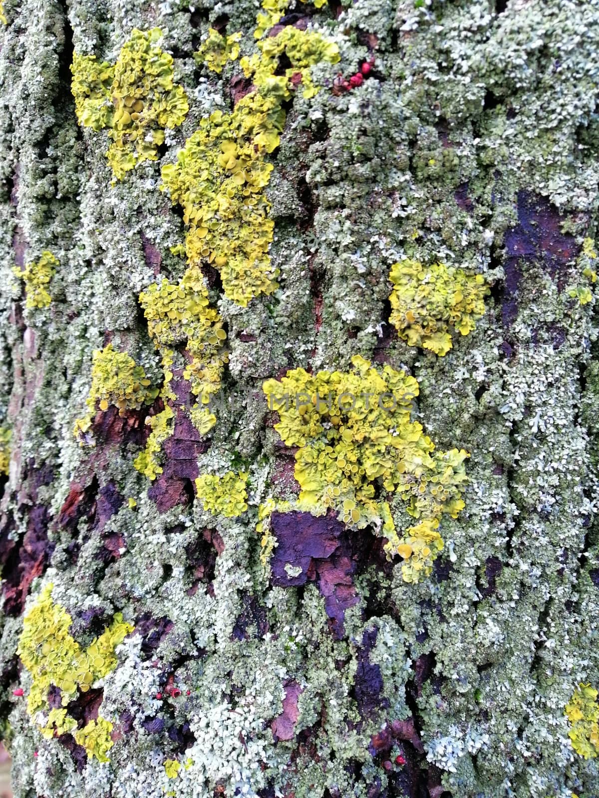 Gray tree bark with colorful mossy textured background images. by Lenkapenka