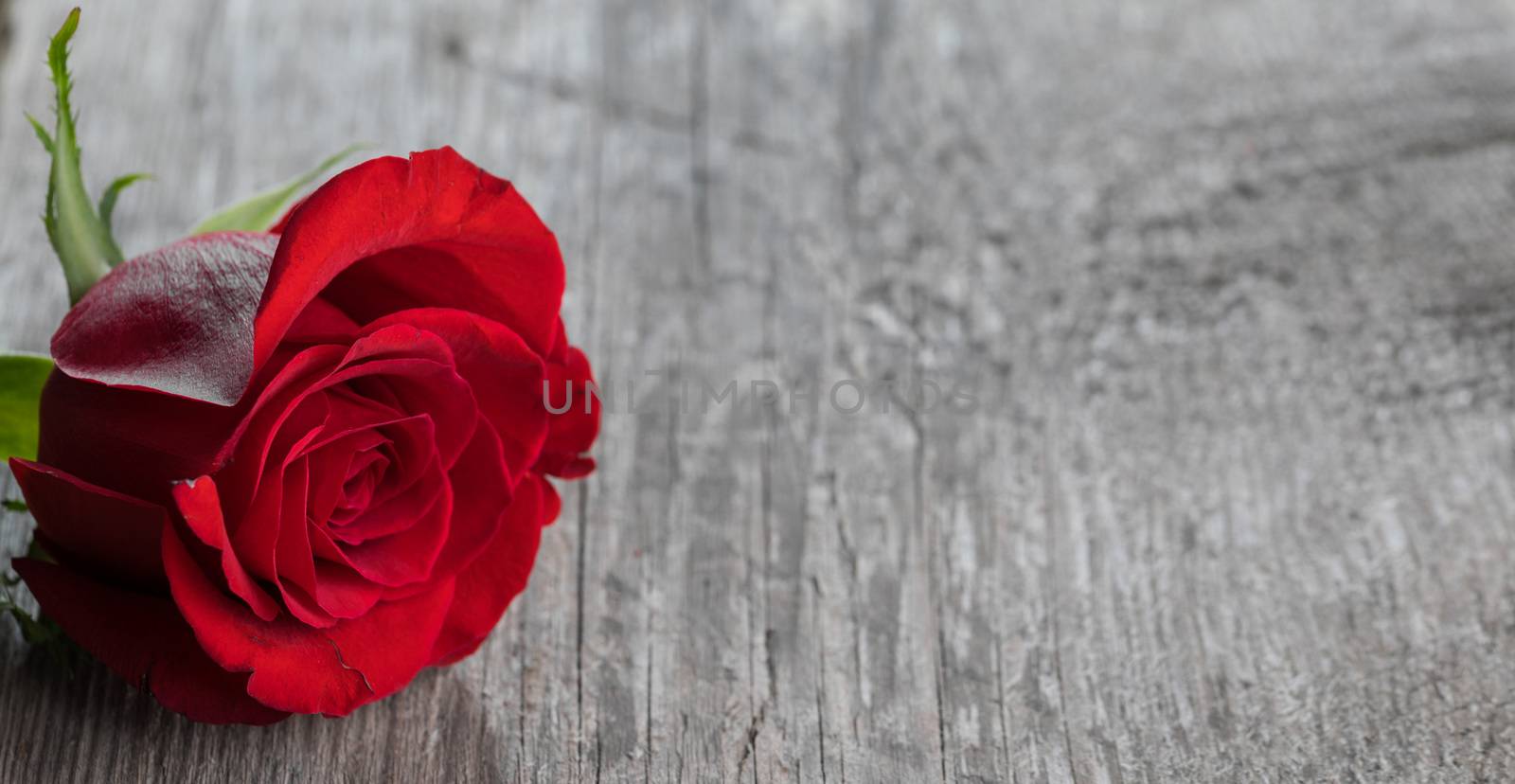 One red rose on gray wooden background holiday romantic gift