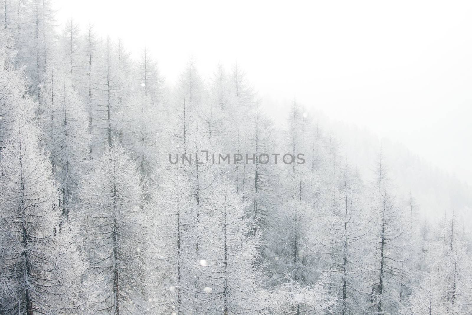 Winter landscape with mountain forest of snow covered trees