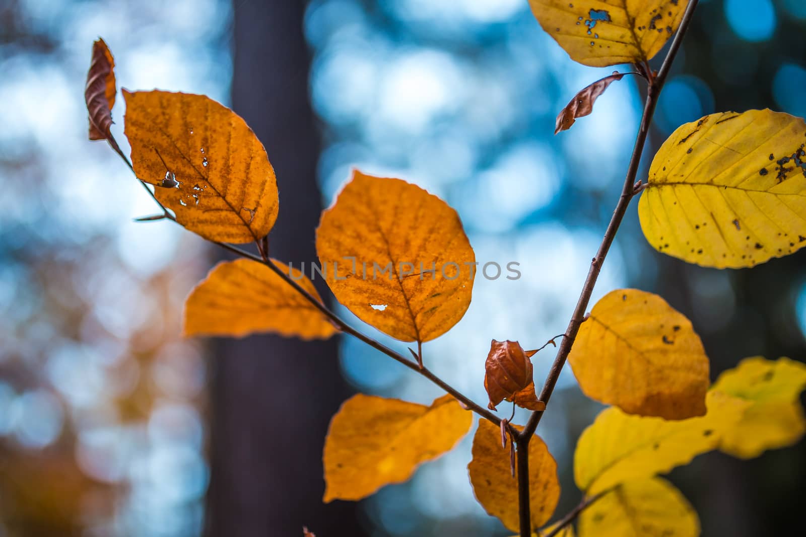Close up image of orange autumn leaves at soft golden light.