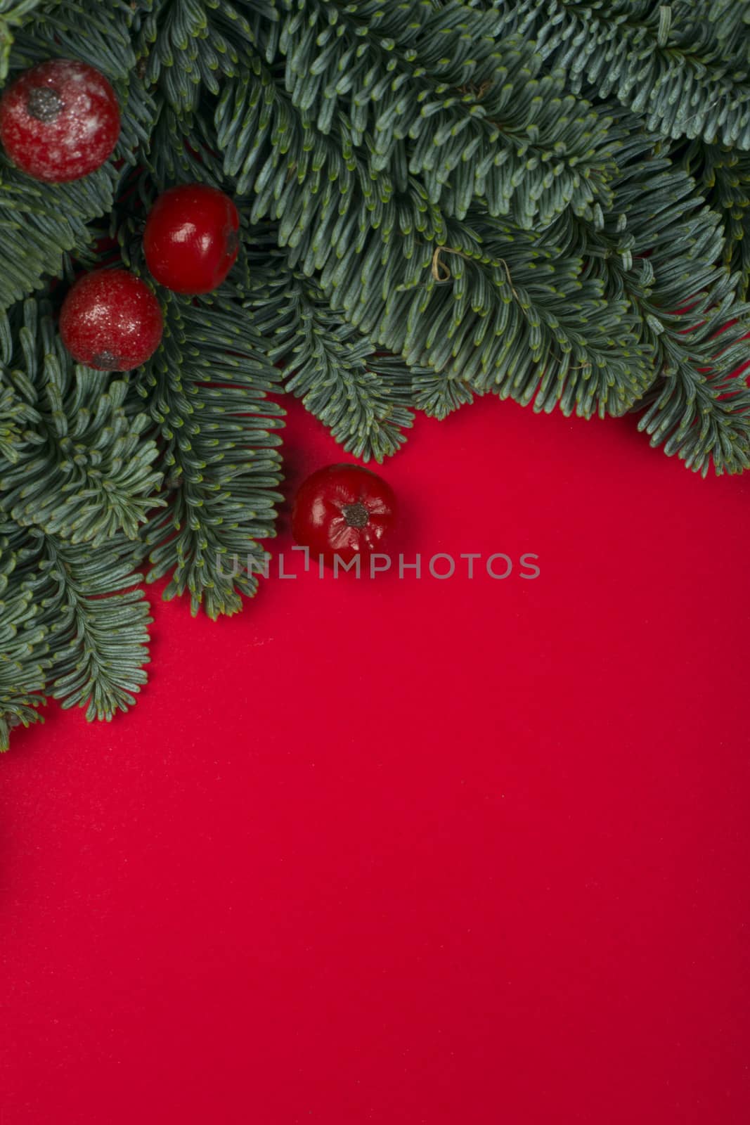 Christmas fir tree branches and red berry decor border frame on red background with copy space for text