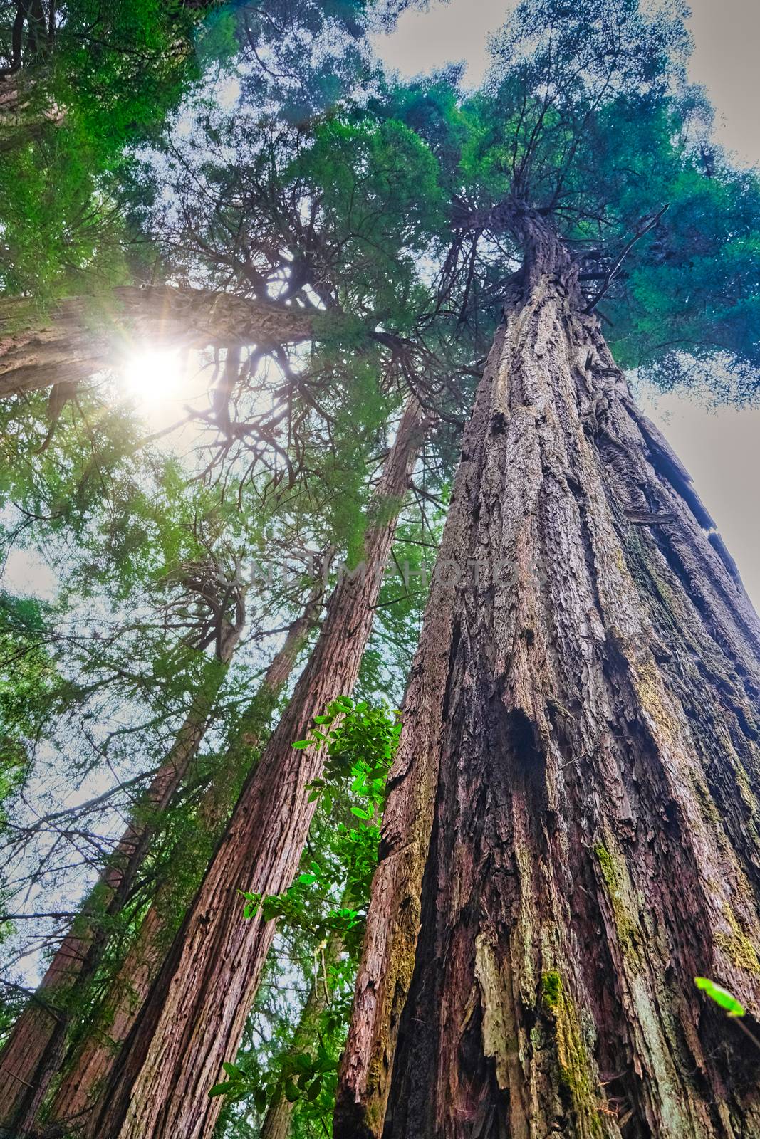 Redwoods Rising to Sky by dbvirago
