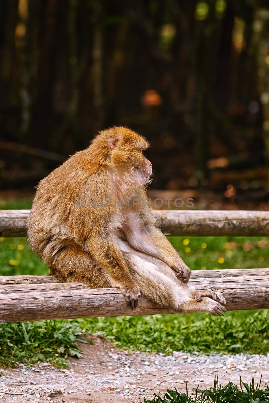 Barbary Macaque (Macaca Sylvanus) Sitting on the Bench