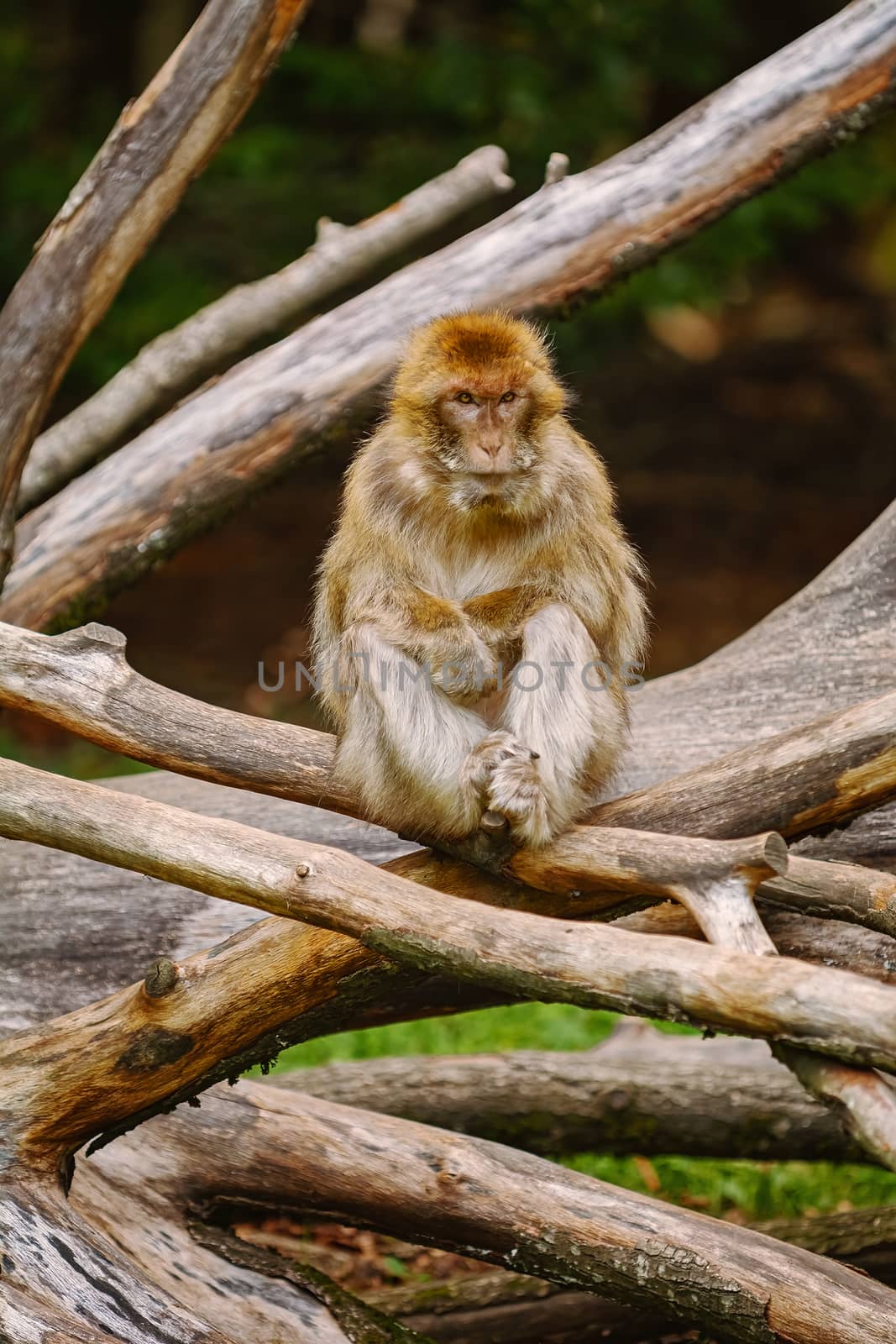 Barbary Macaque (Macaca Sylvanus) on the Tree