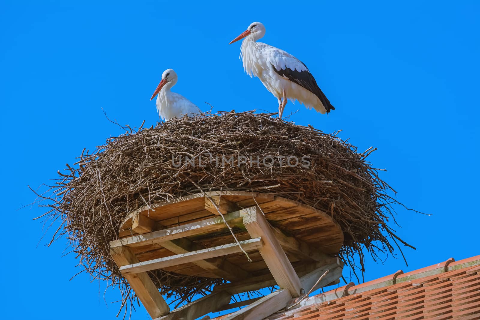 Storks in the nest  by SNR
