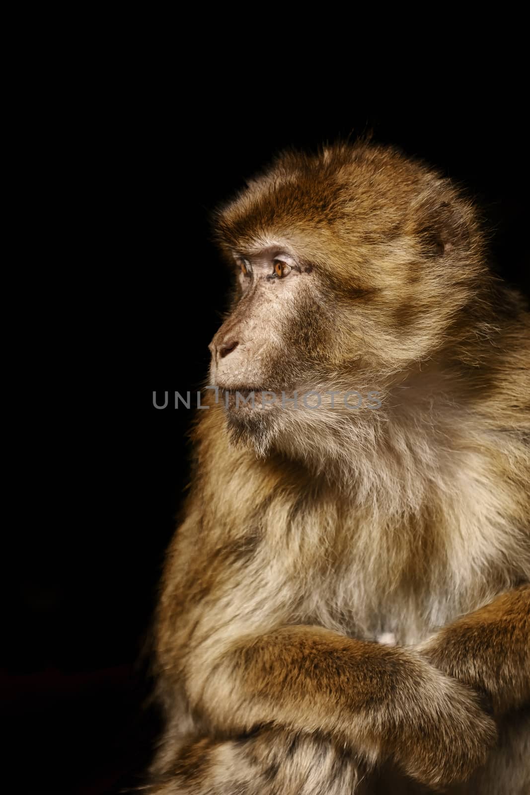 Closeup Portrait of Barbary Macaque (Macaca Sylvanus) 