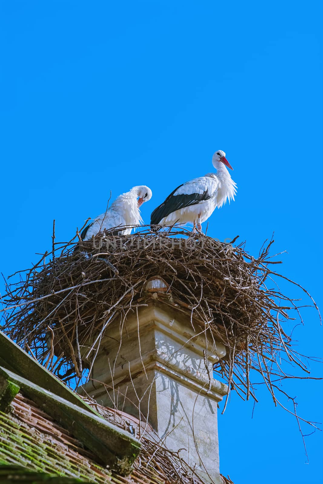 Storks in a nest on a house chimney