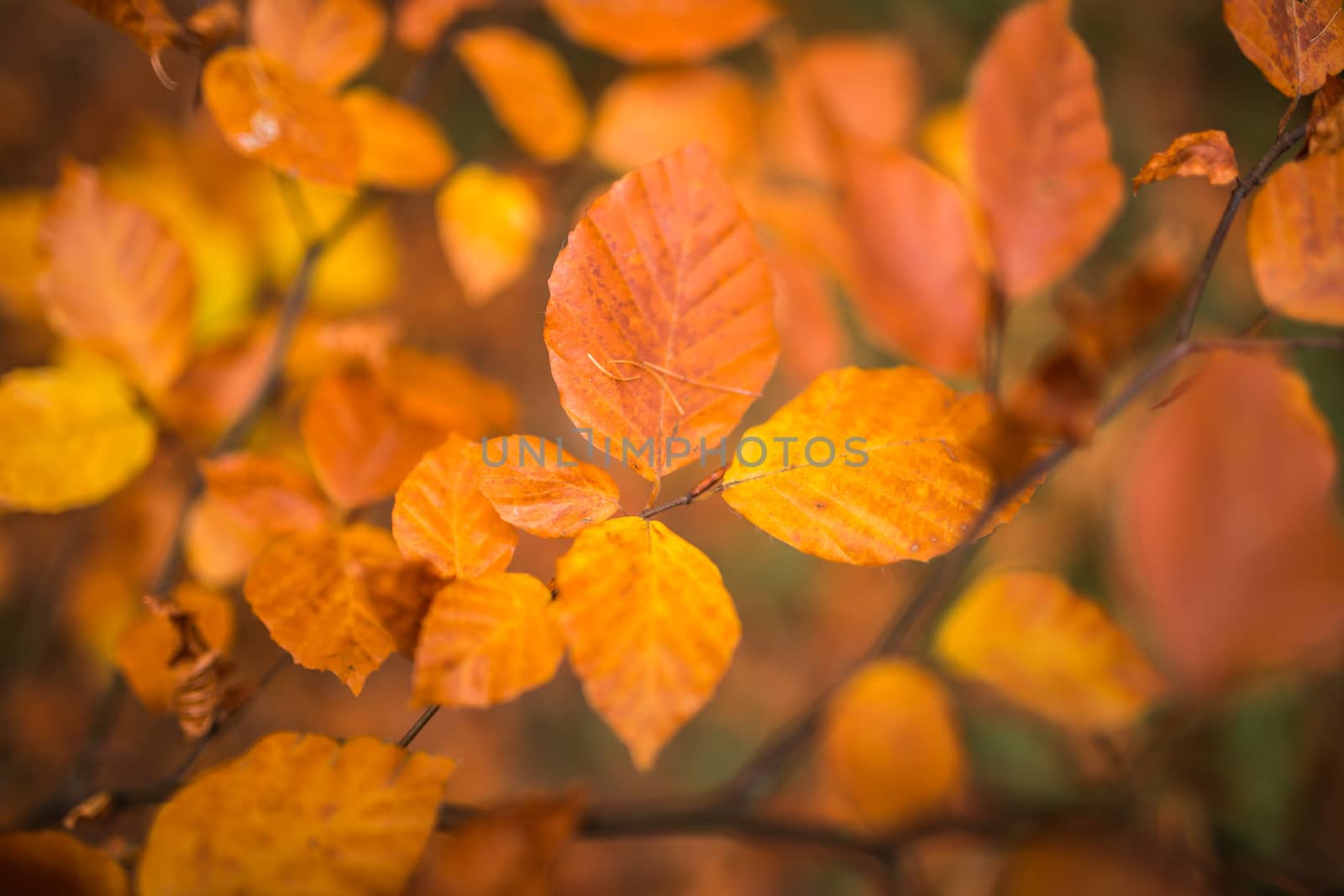 Fall, autumn, leaves background. A tree branch with autumn leaves of a beech blurred background.
