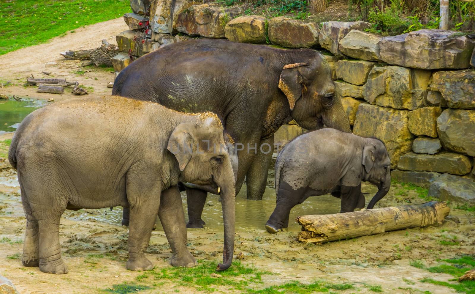 Asian elephant family portrait, group of Asiatic elephants together, Endangered animal specie from Asia by charlottebleijenberg