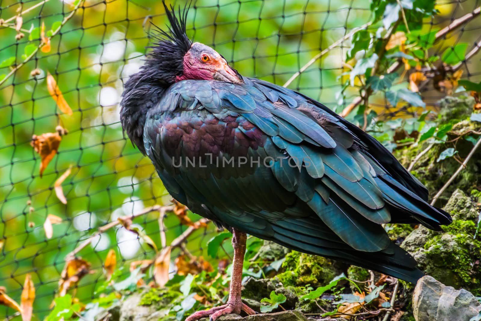 beautiful closeup of a northern bald ibis tucking its head in, Endangered bird specie from Africa