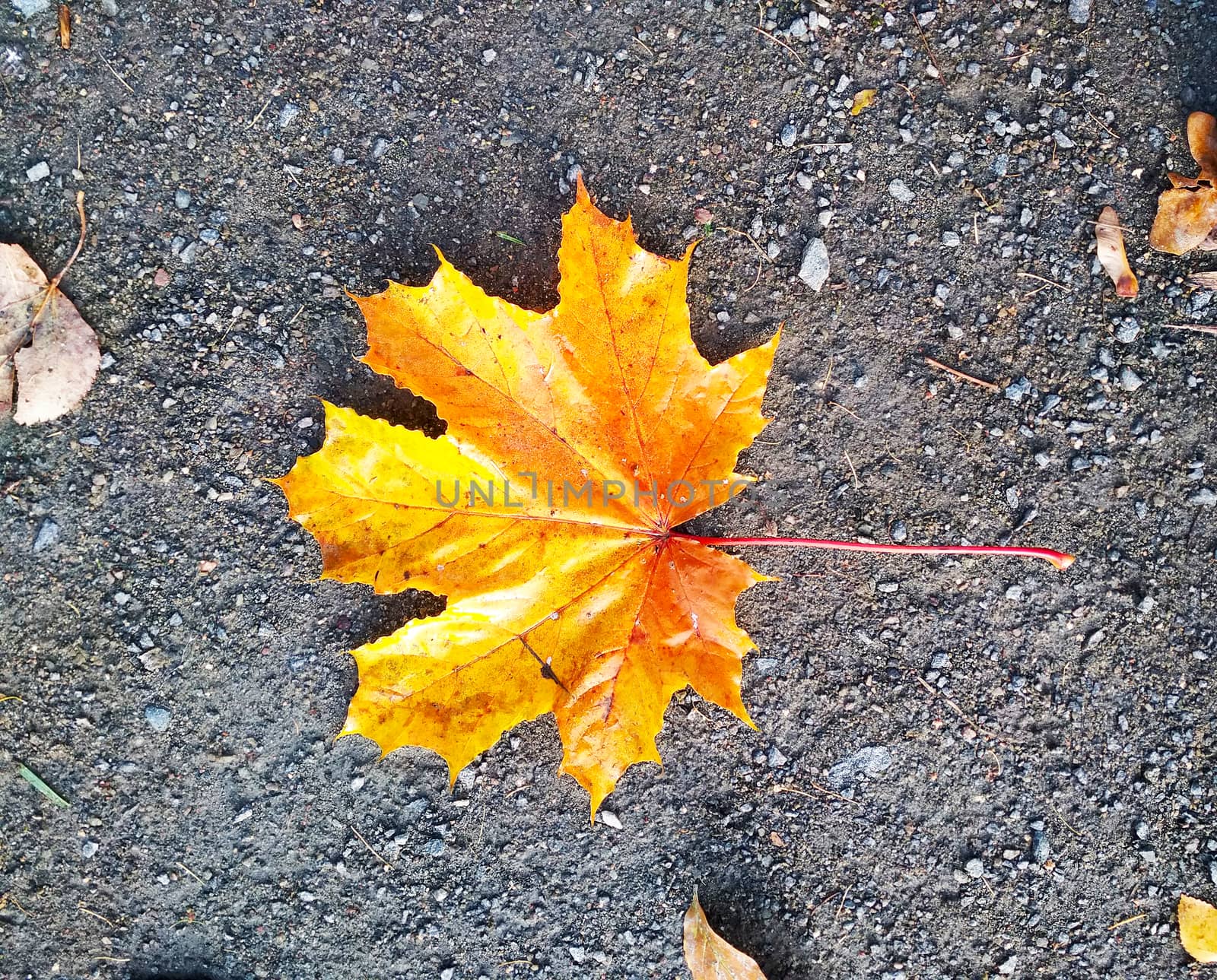 
Photo of an autumn leaf of a tree on the surface of the earth from above.