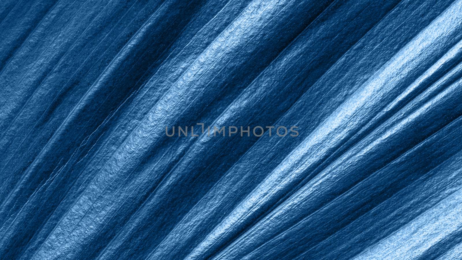 Tropical leaf toned in blue color 2020 by fascinadora