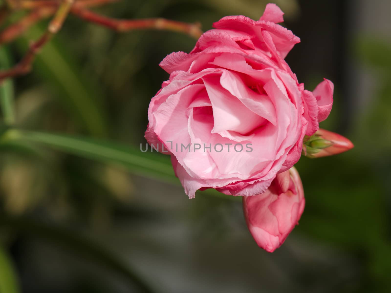 The flower and buds are oleander pink terry on a blurry green background.
