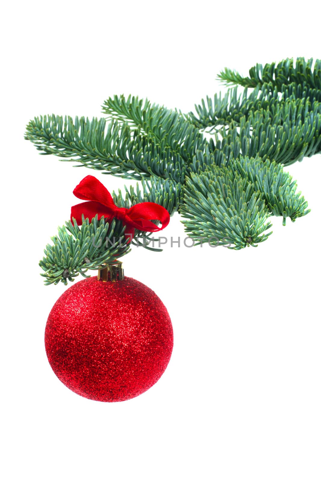 Christmas evergreen spruce noble fir tree and red glitter glass bauble ball isolated on white background