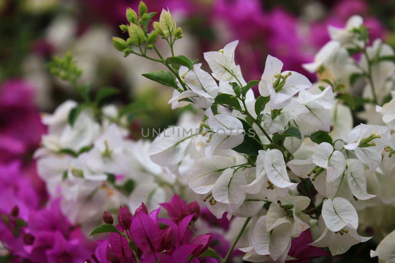 Beautiful white bougainvillea flower with branch and leaf blooming,Close-up white bougainvillea flowers as a floral background and texture