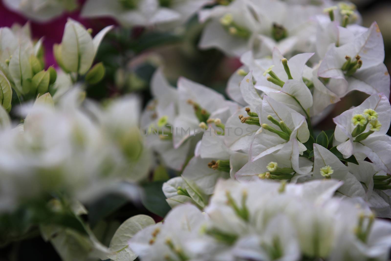 Beautiful white bougainvillea flower with branch and leaf blooming,Close-up white bougainvillea flowers as a floral background and texture