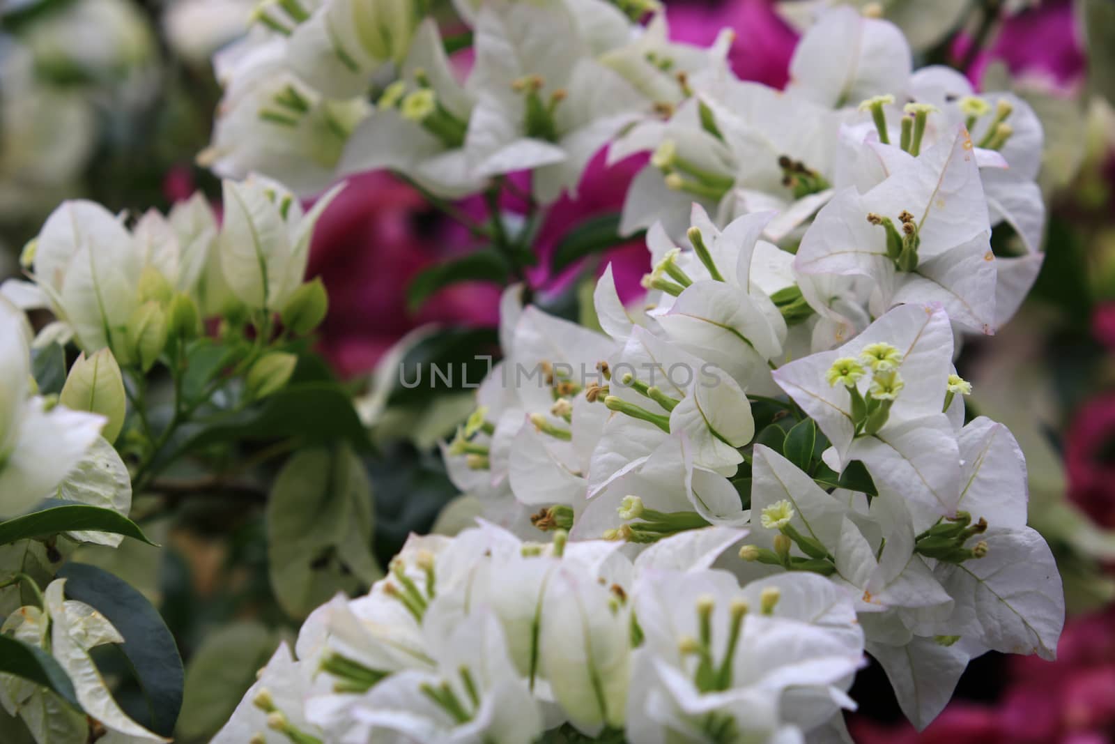 Beautiful white bougainvillea flower with branch and leaf blooming,Close-up white bougainvillea flowers as a floral background and texture  
