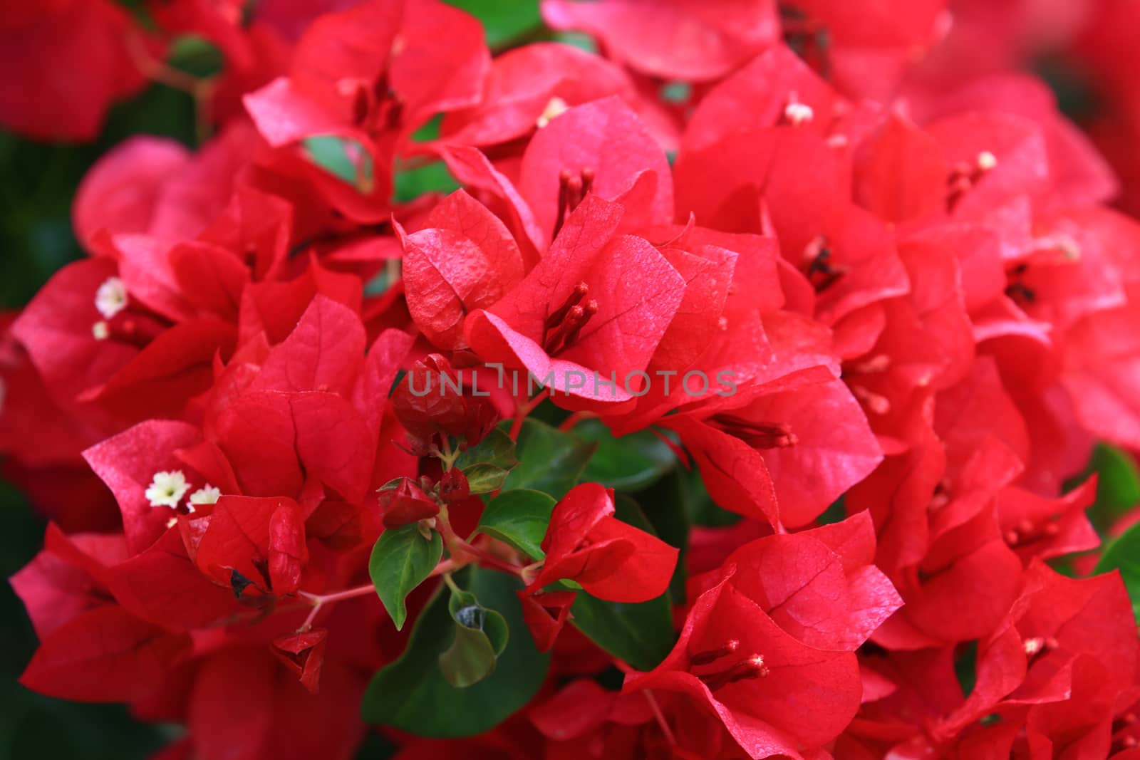 Beautiful red bougainvillea flower with branch and leaf blooming,Close-up red bougainvillea flowers as a floral background and texture