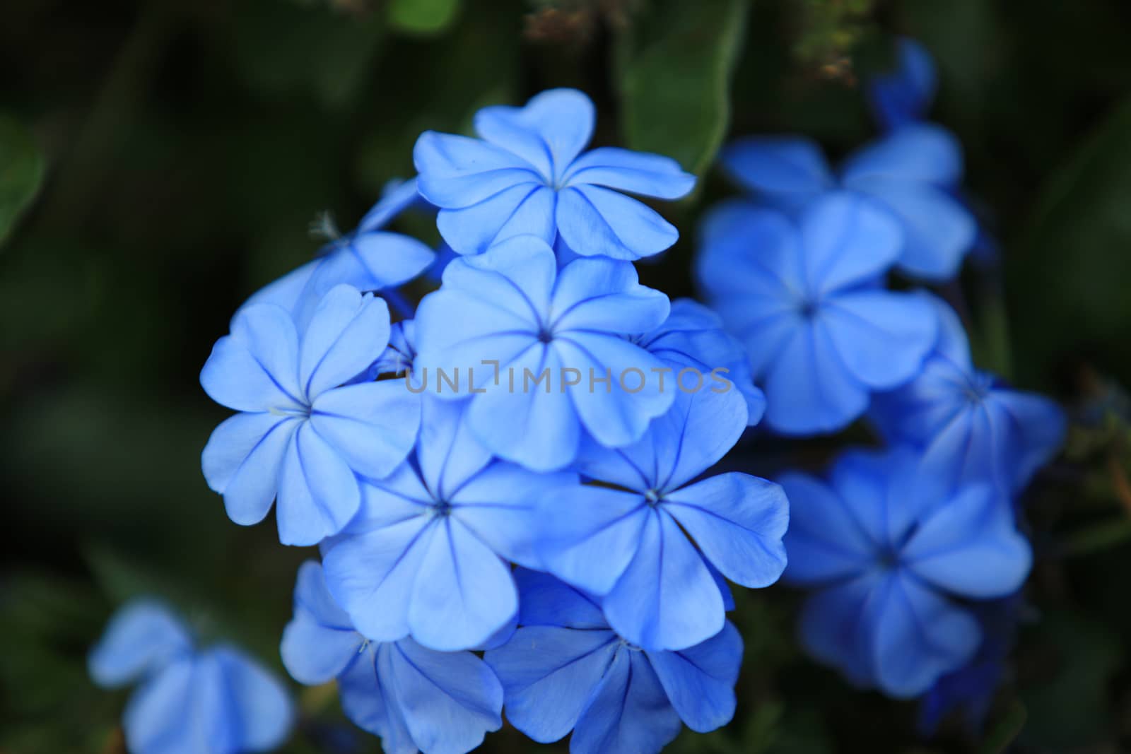 blury Blue Hydrangea or Hortensia flower blossoming,Hydrangea flowers close-up and blury background,concept dreamy feel