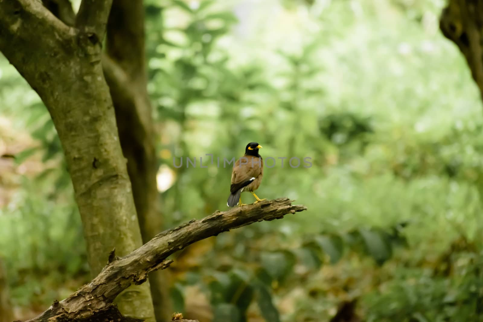 Common myna or Indian mynah (Acridotheres tristis of Sturnidae starlings bird family) spotted in a forest tree branch of omnivorous woodland environment. Ranganathittu Bird Sanctuary, Karnataka India