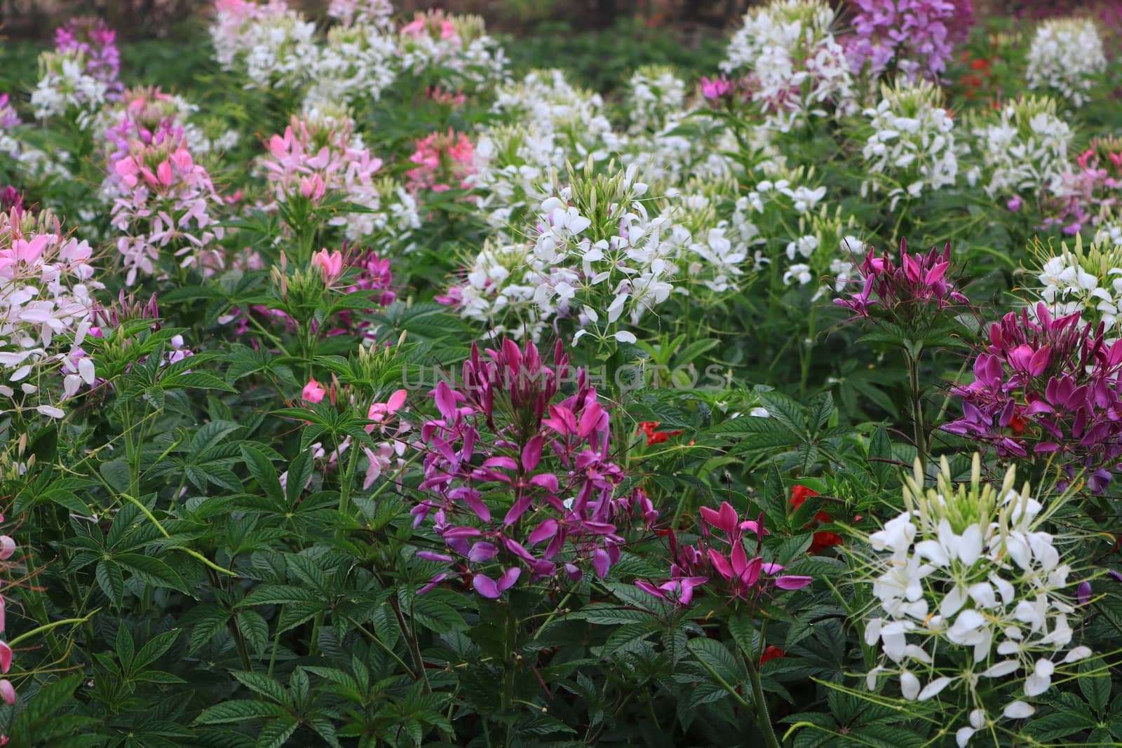 Colorful Cosmos Flower Garden Blooming,pink red white flower with leaf in garden