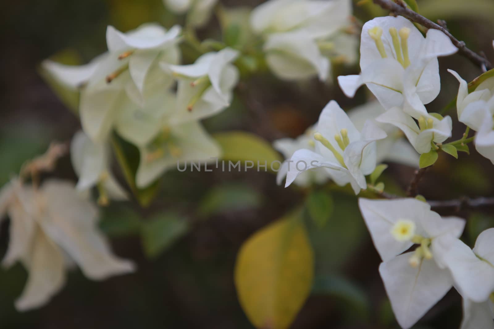 Beautiful white bougainvillea flower with branch and leaf blooming,Close-up white bougainvillea flowers as a floral background and texture