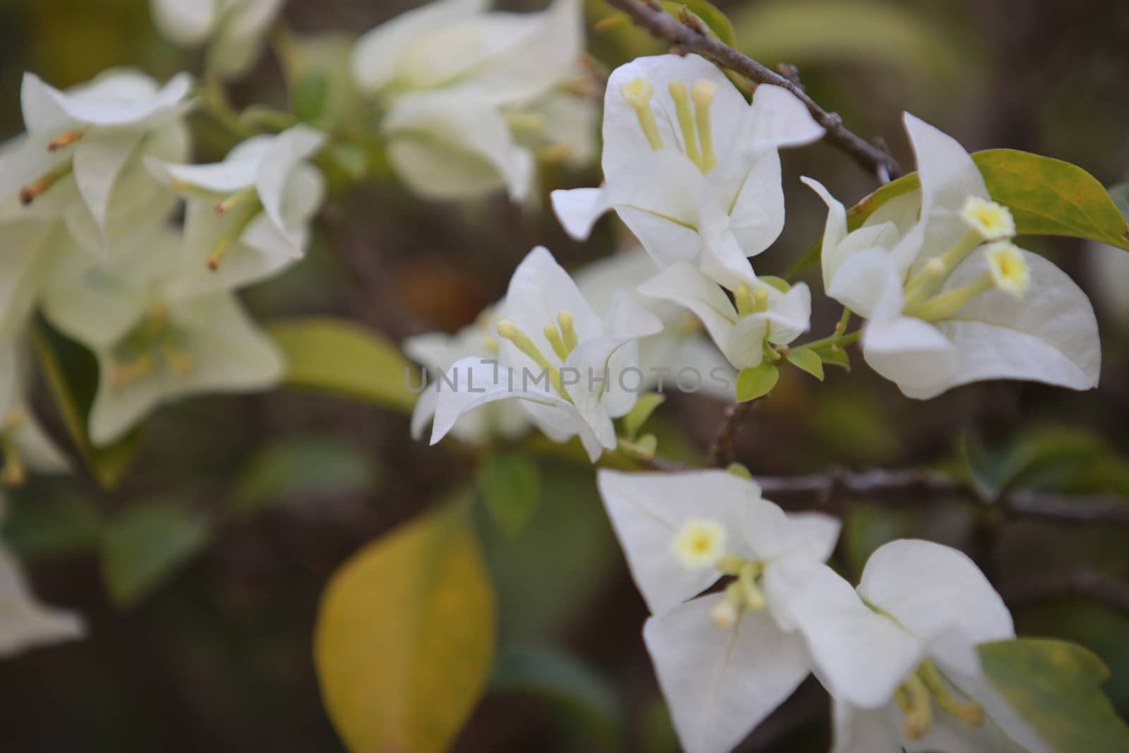 Beautiful white bougainvillea flower with branch and leaf blooming,Close-up white bougainvillea flowers as a floral background and texture