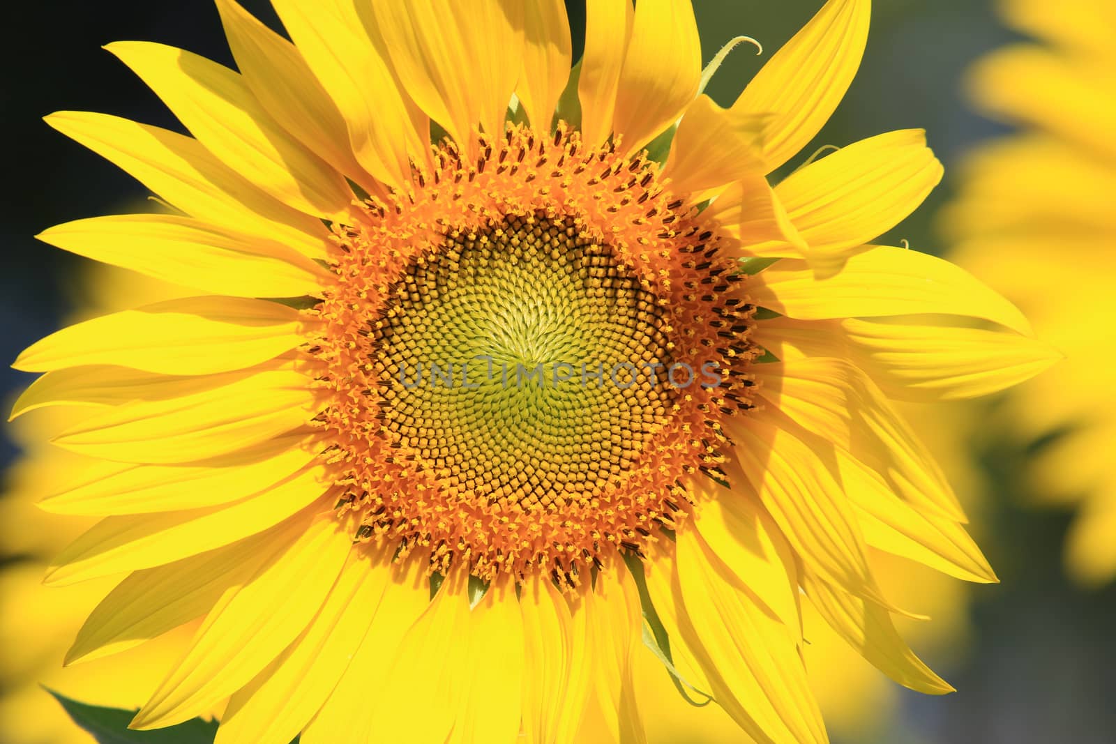 Closeup Beautiful Sunflower with leaf blooming and sunlight, Sunflowers as a floral background in the morning