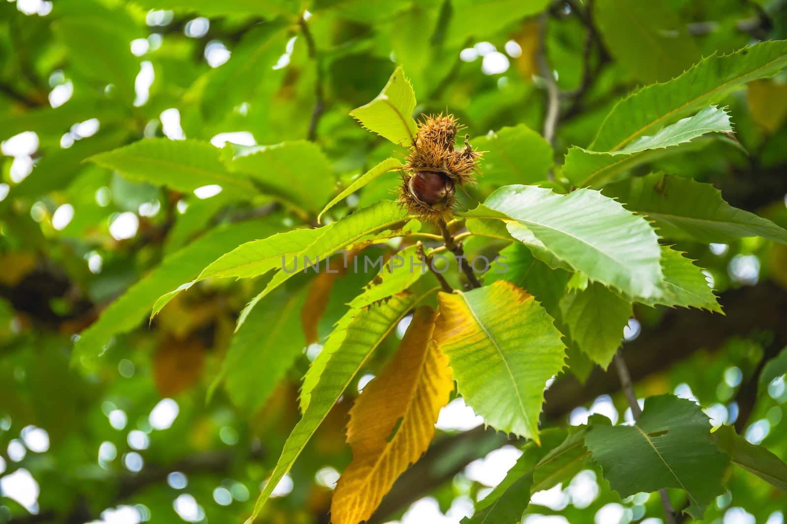 Nuts of Castanea sativa Miller, or sweet chestnut, is a species of flowering plant in the family Fagaceae. by petrsvoboda91