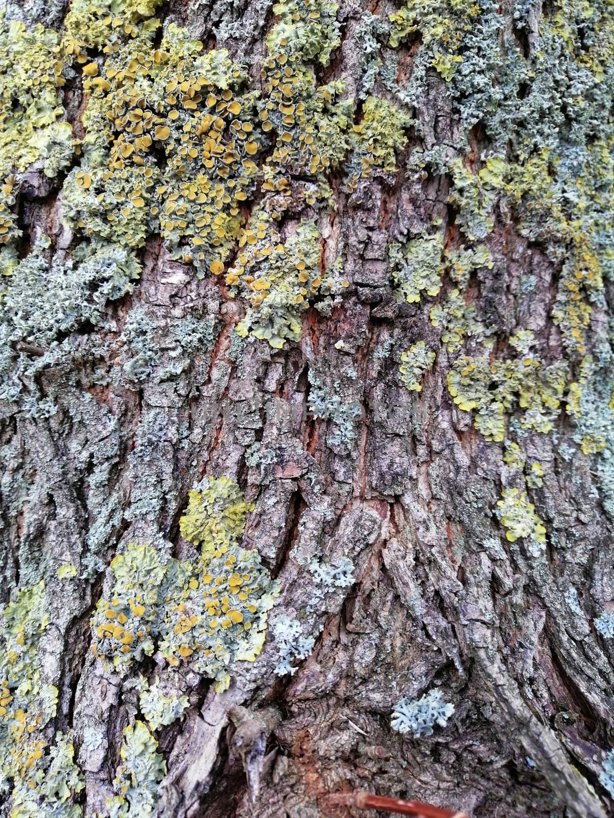 Brown tree bark with colorful mossy textured background images. by Lenkapenka