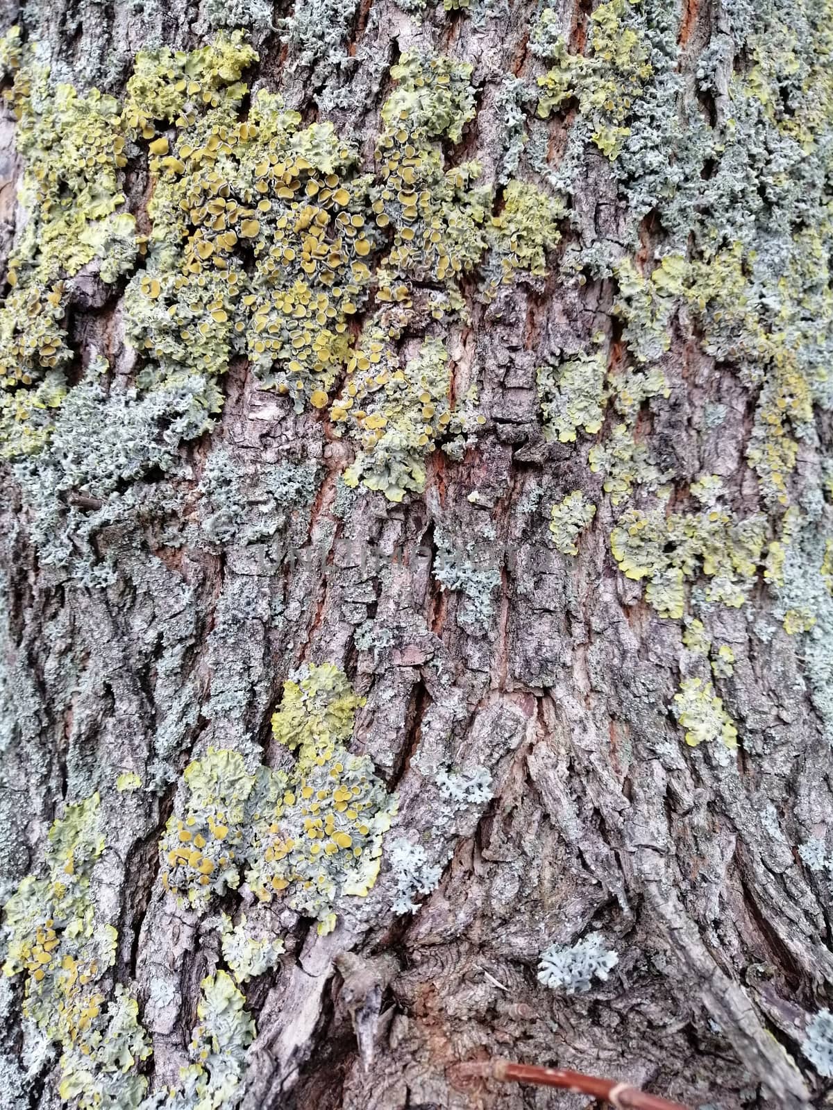 Close up of gray old wood with mossy textured pattern