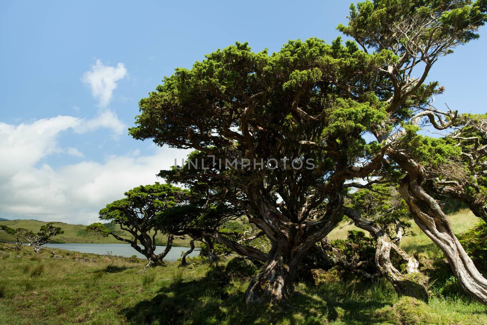 Lagoa do Capitao, Pico Island, Azores, Portugal