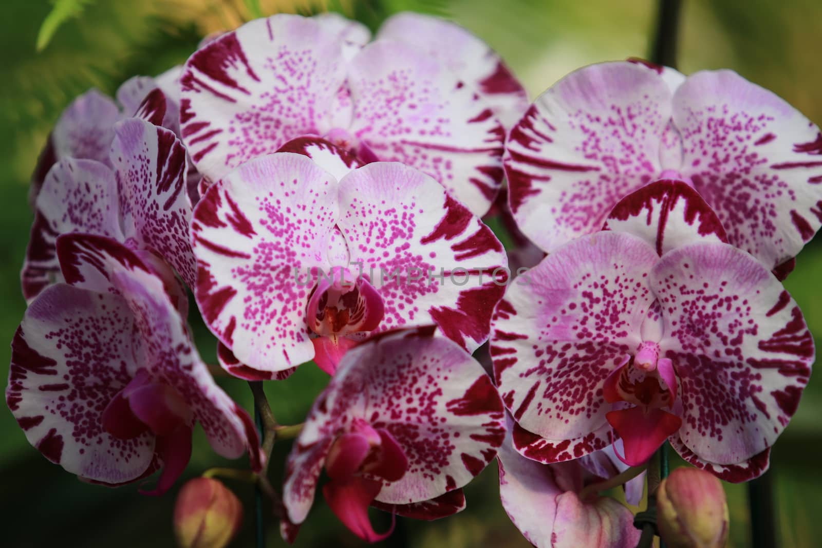 White pink Orchid (Phalaenopsis)with branch flower in garden,tropical garden Floral background,Orchid flower as a floral in green background