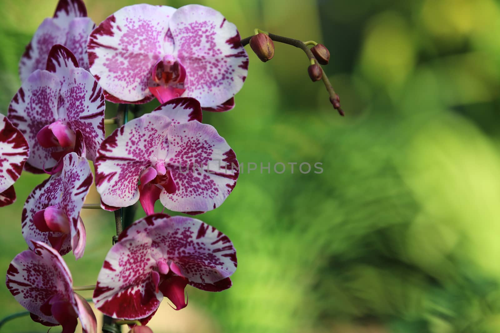 White pink Orchid (Phalaenopsis)with branch flower in garden,tropical garden Floral background,Orchid flower as a floral in green background