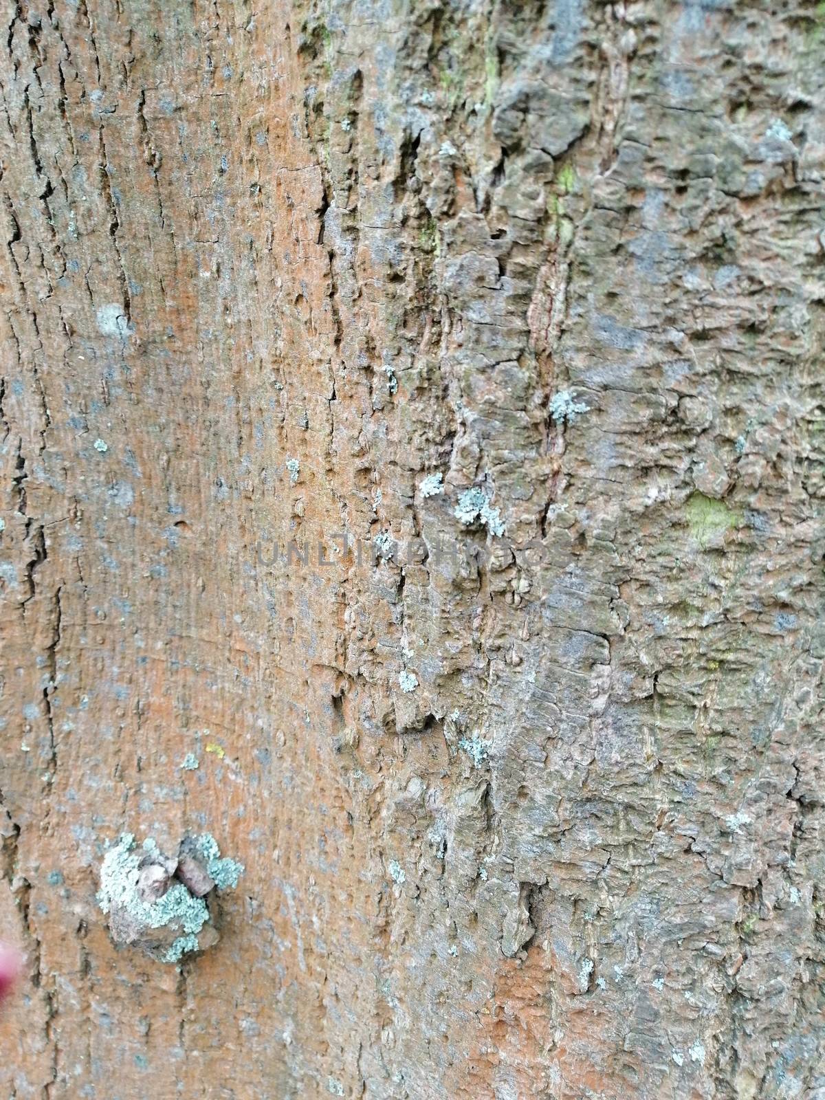 Close up of orange old wood textured pattern. Silver moss