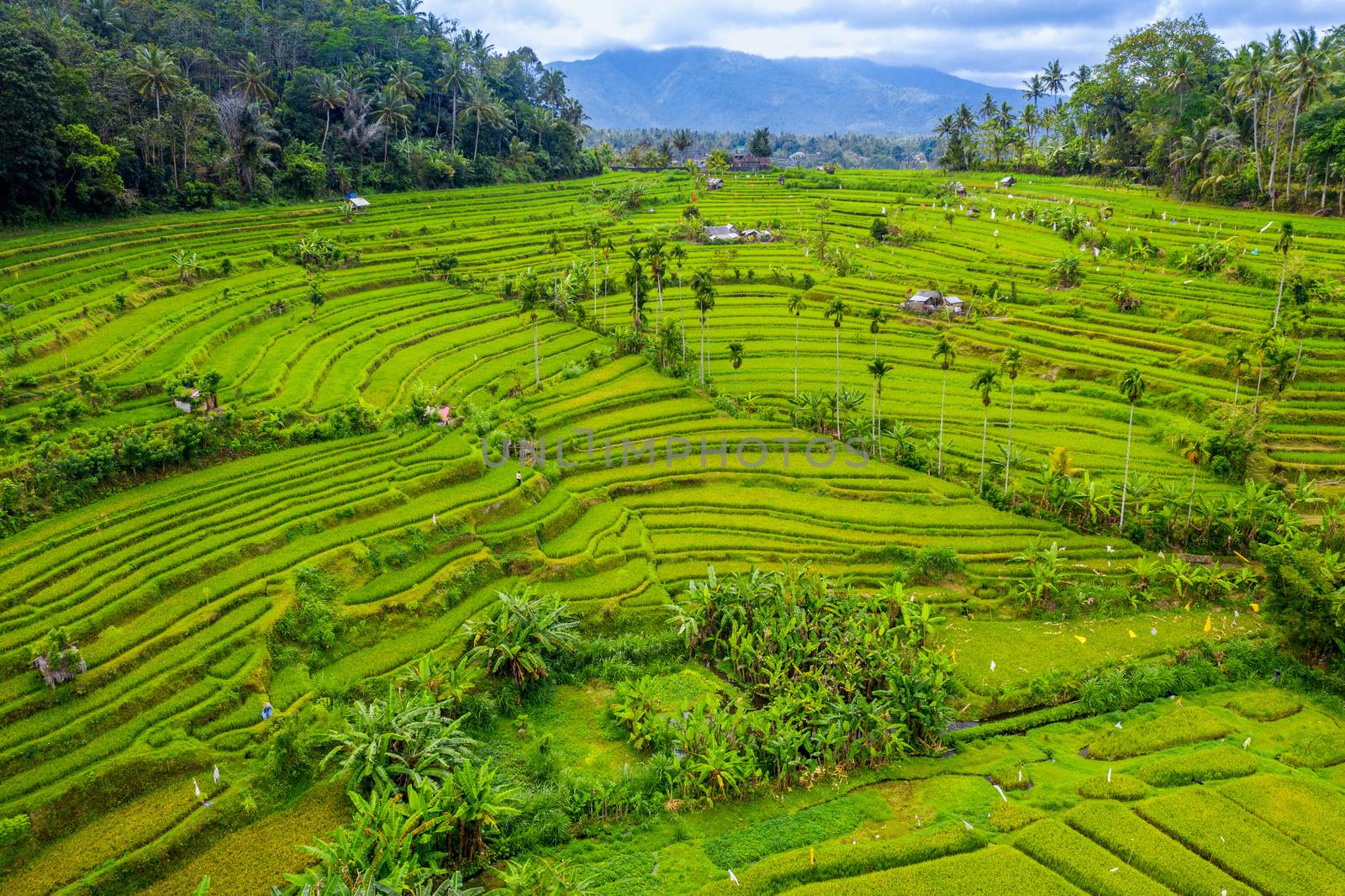 Aerial view of Terraced rice fields Bali, Indonesia.