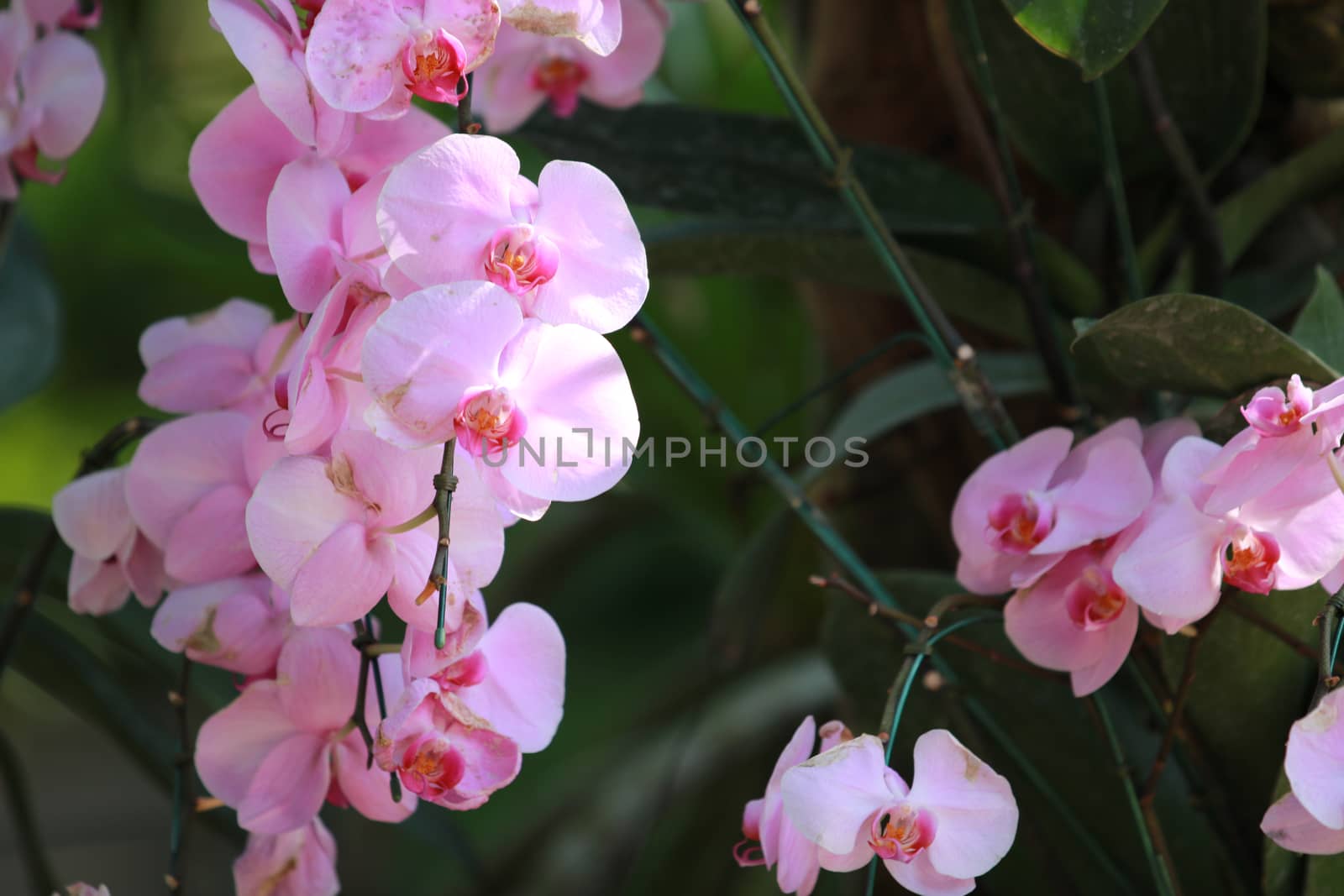 Bright pink Orchid flower(Phalaenopsis)with branch in garden,Bright pink Orchid flower as a floral in green background