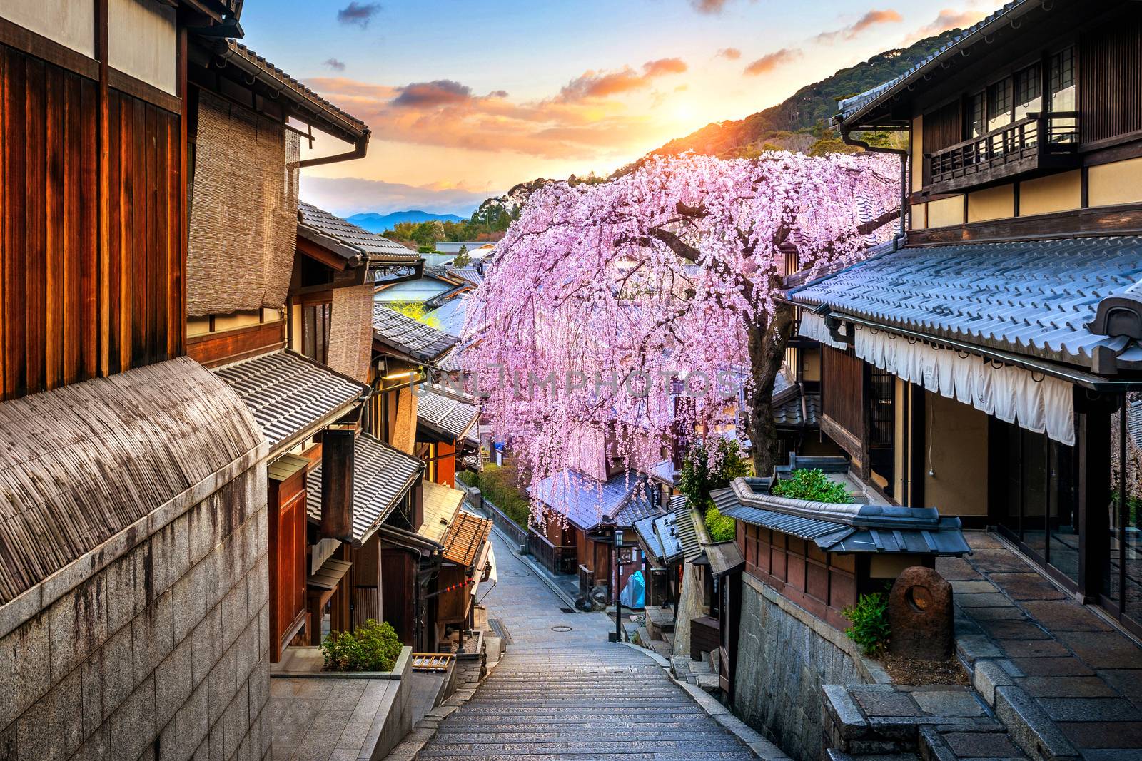 Cherry blossom in springtime at the historic Higashiyama district, Kyoto in Japan. by gutarphotoghaphy