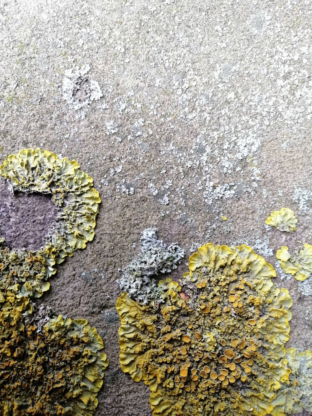 Close up of gray stone with mossy textured pattern