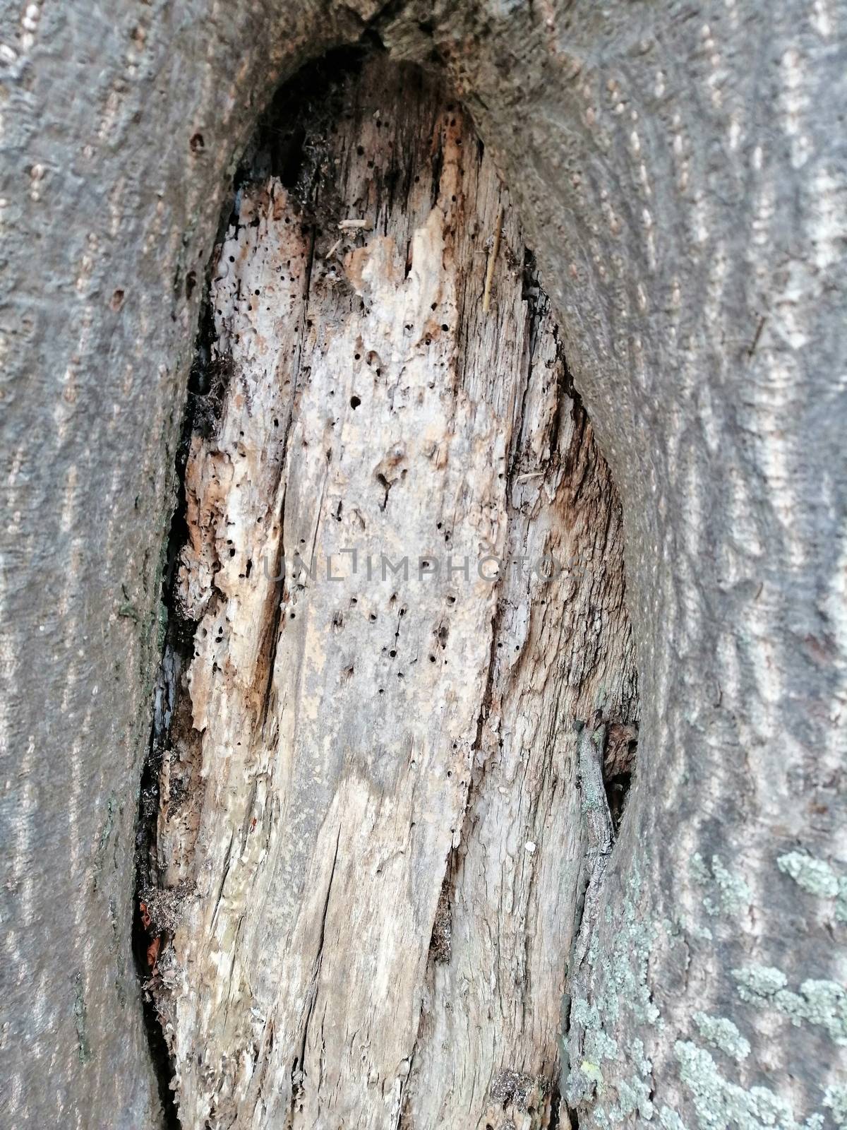 Close up of gray old wood with knots and holes textured pattern