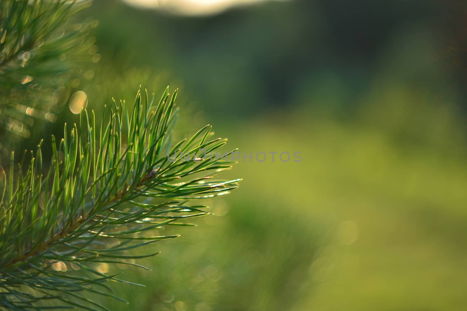 Sprig of pine. Spring forest. pine sprigs of golden sun