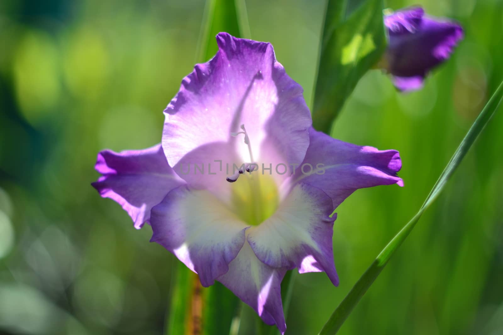 Gladiolus lilac purple flower on a green background