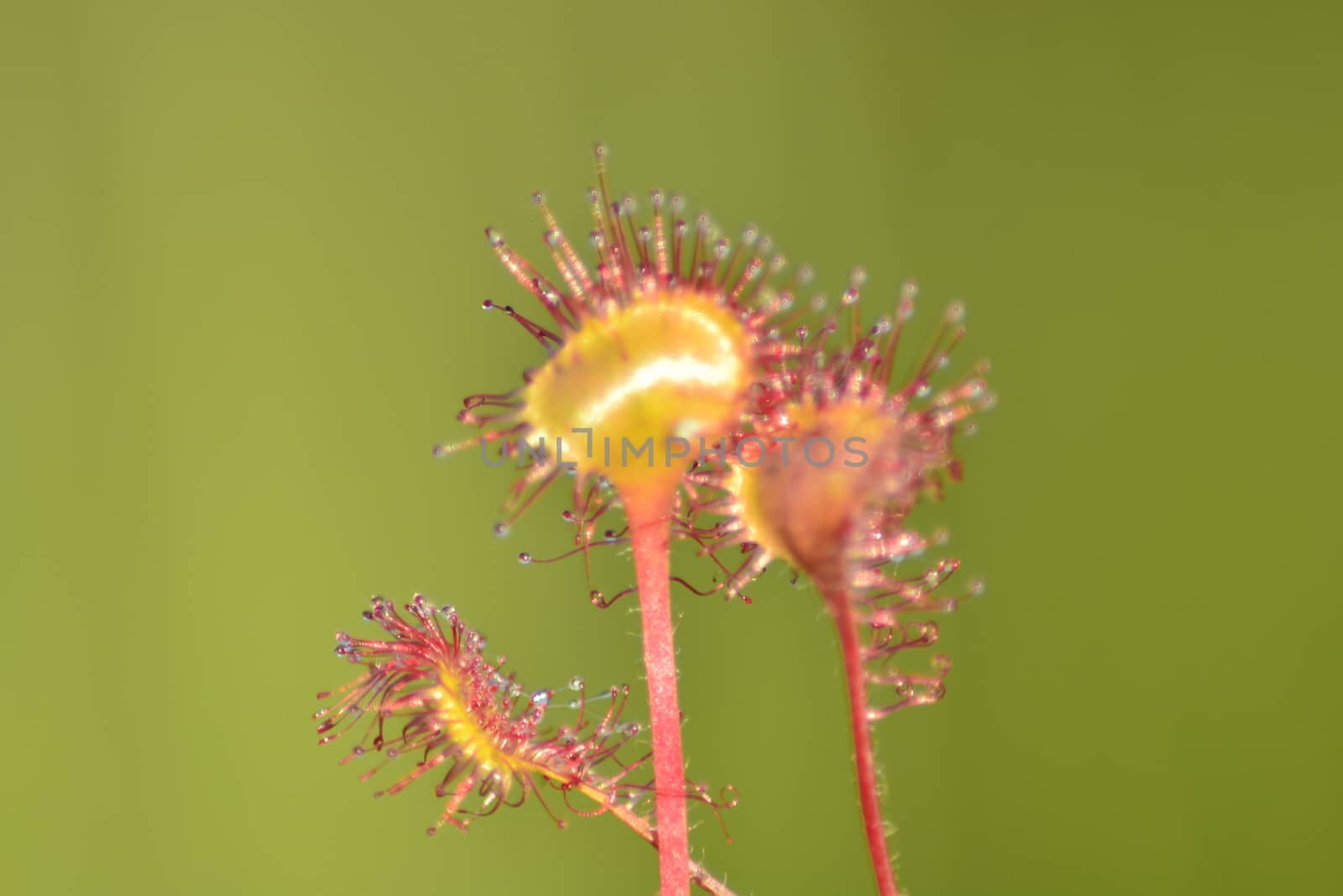 sundew Closeup green backgraund
