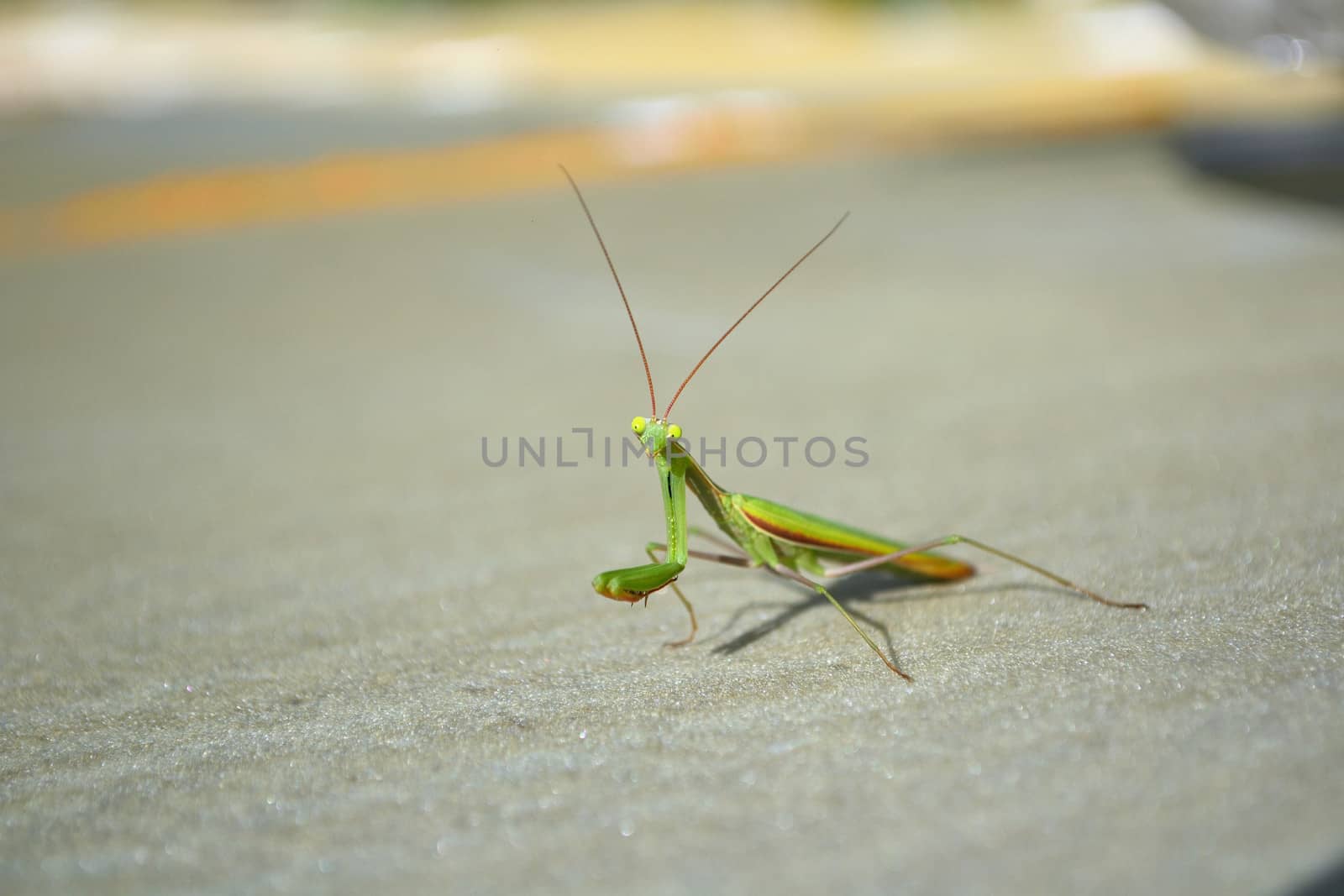 mantis on a gray background