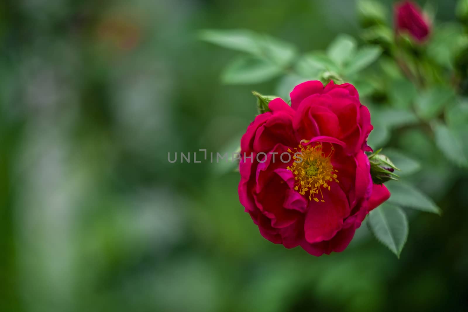 one Rose red climbing
