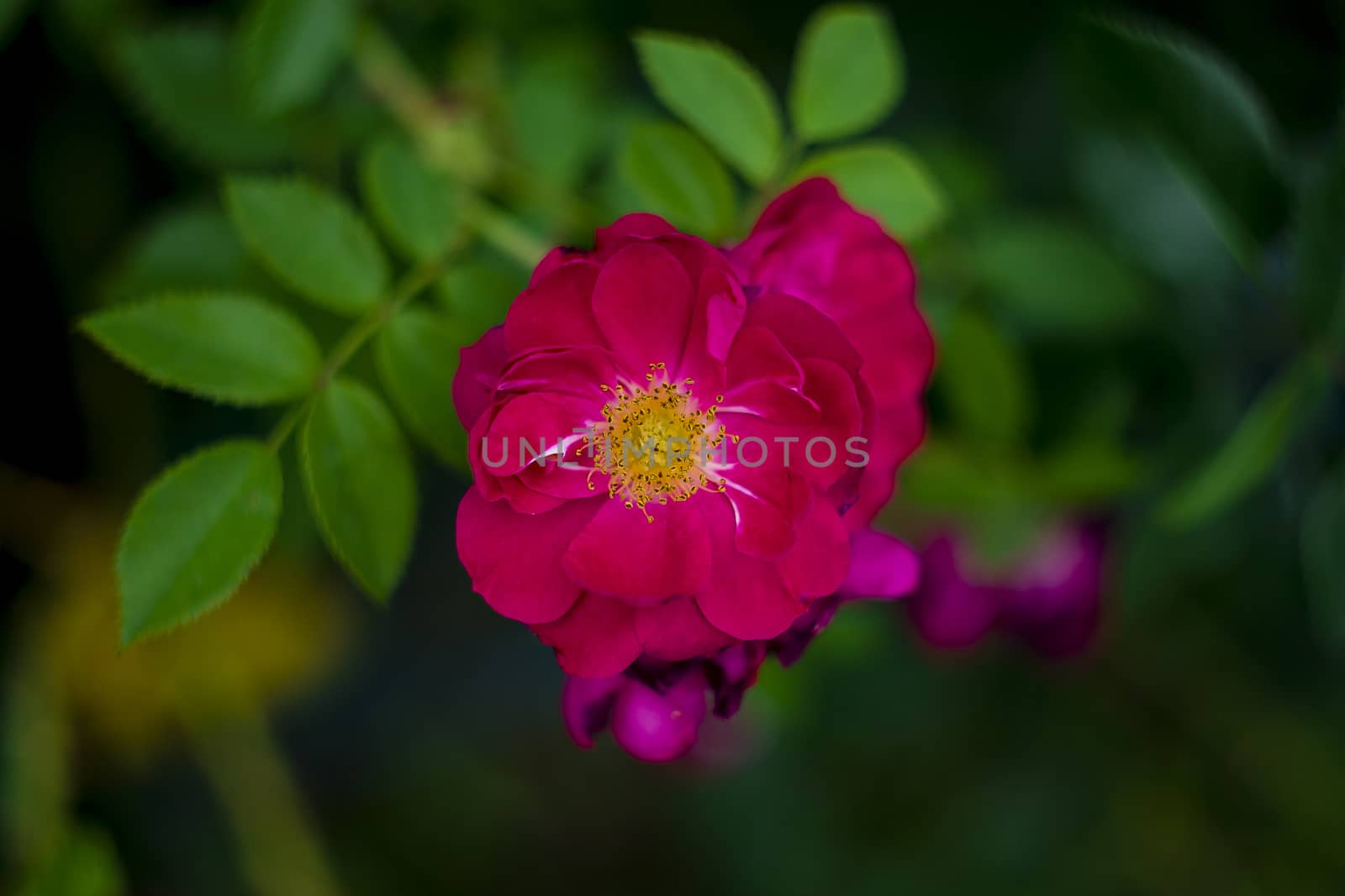 Rose red climbing top view