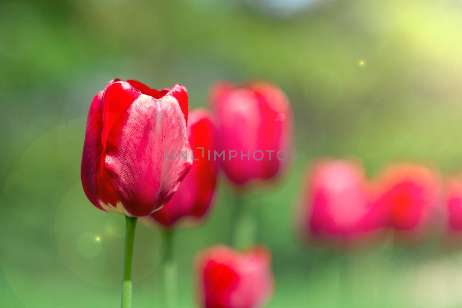 red tulips in the light with green bokeh