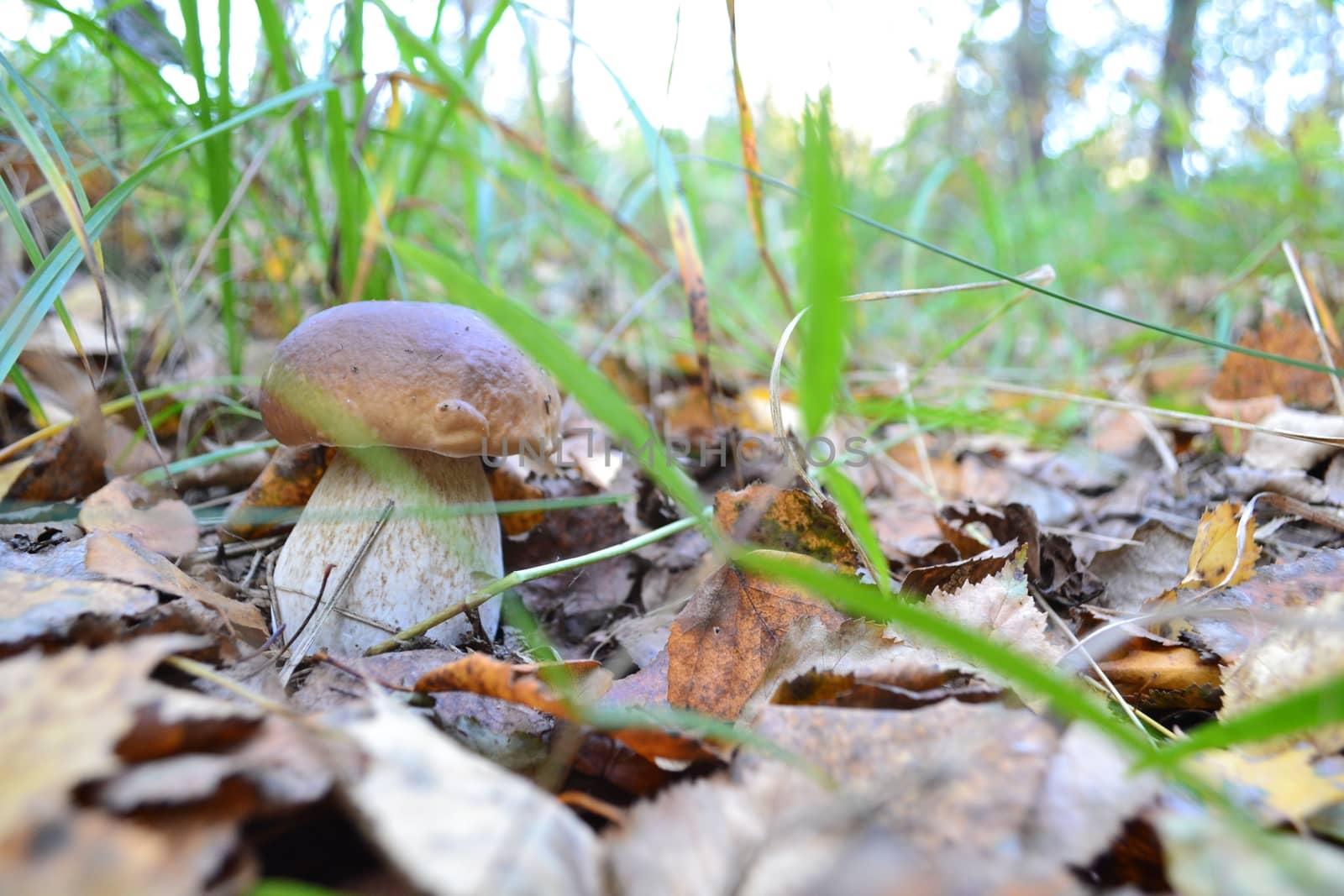 mushroom in the forest porcini